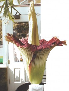 Amorphophallus titanum (Titam Arum) Stinking Corpse Flower of Basel Switzerland